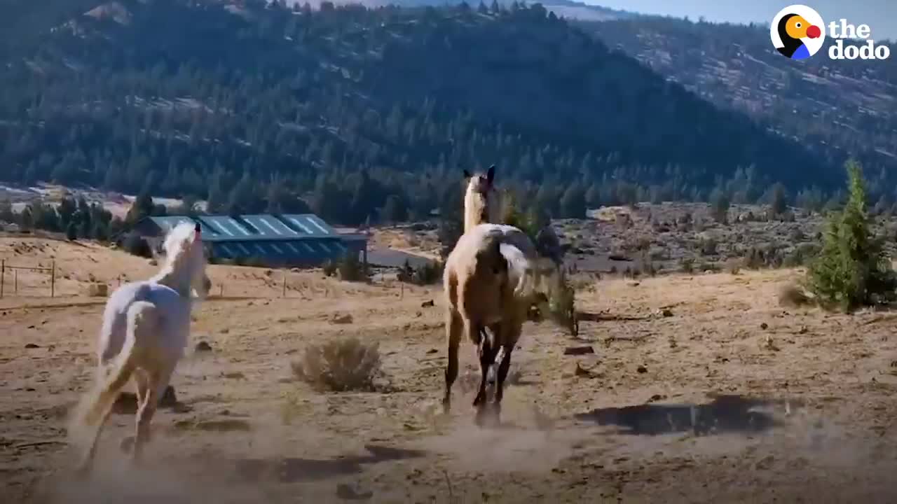 Wild Horse Immediately Recognizes His Girlfriend After Years Apart AND WOW..