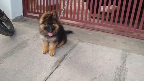 German shepherd