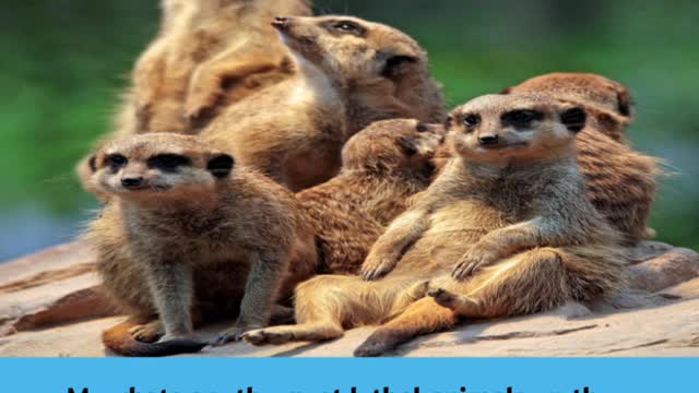 Meerkats fact