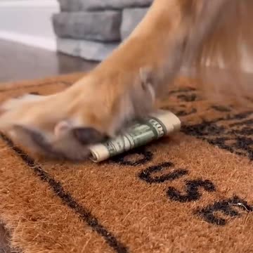 My dog sold his house