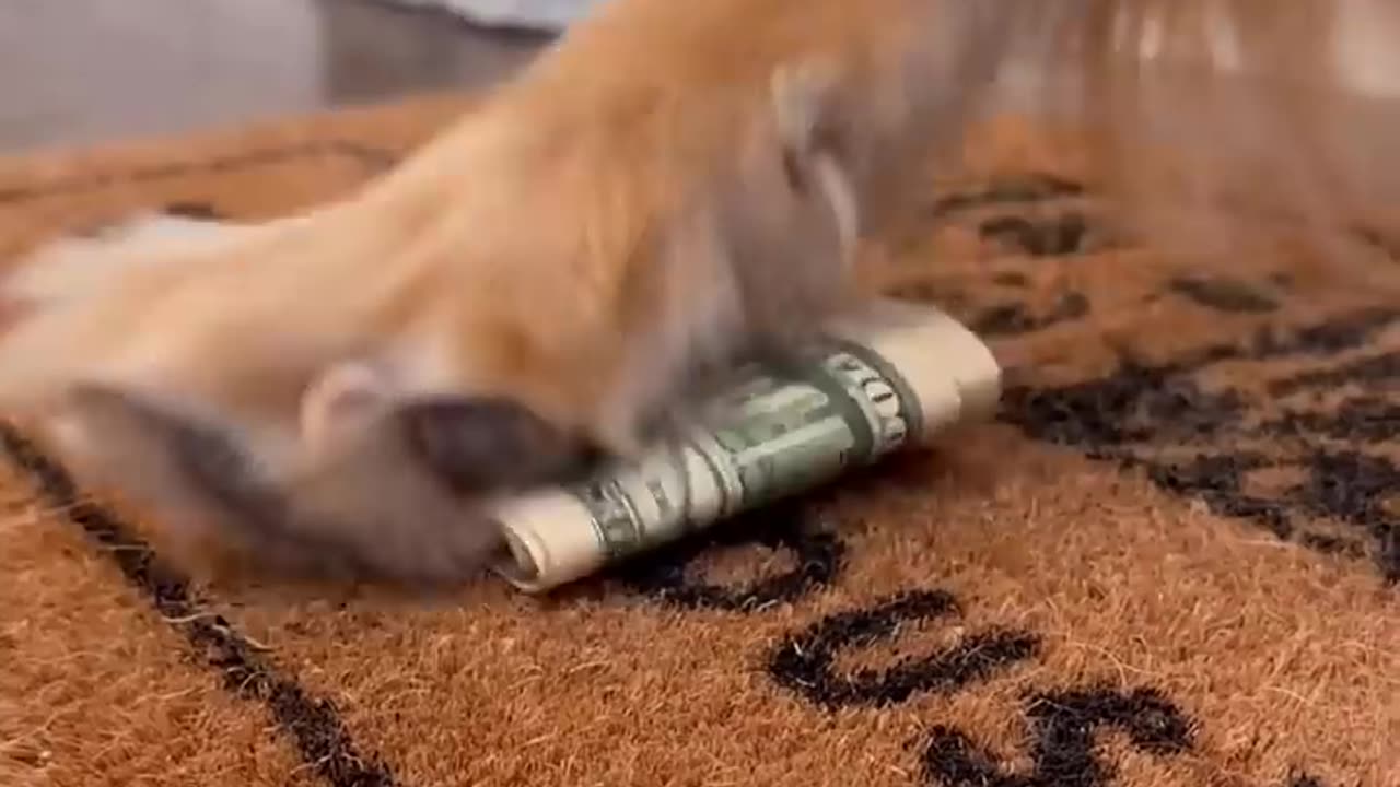 My dog sold his house