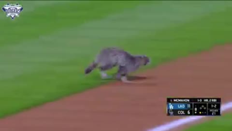 cats play with them