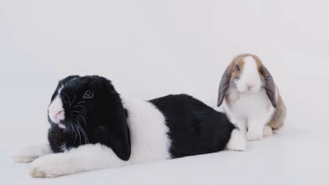 Studio Portrait Of Two Miniature Black And White Flop Eared Rabbits On White Background