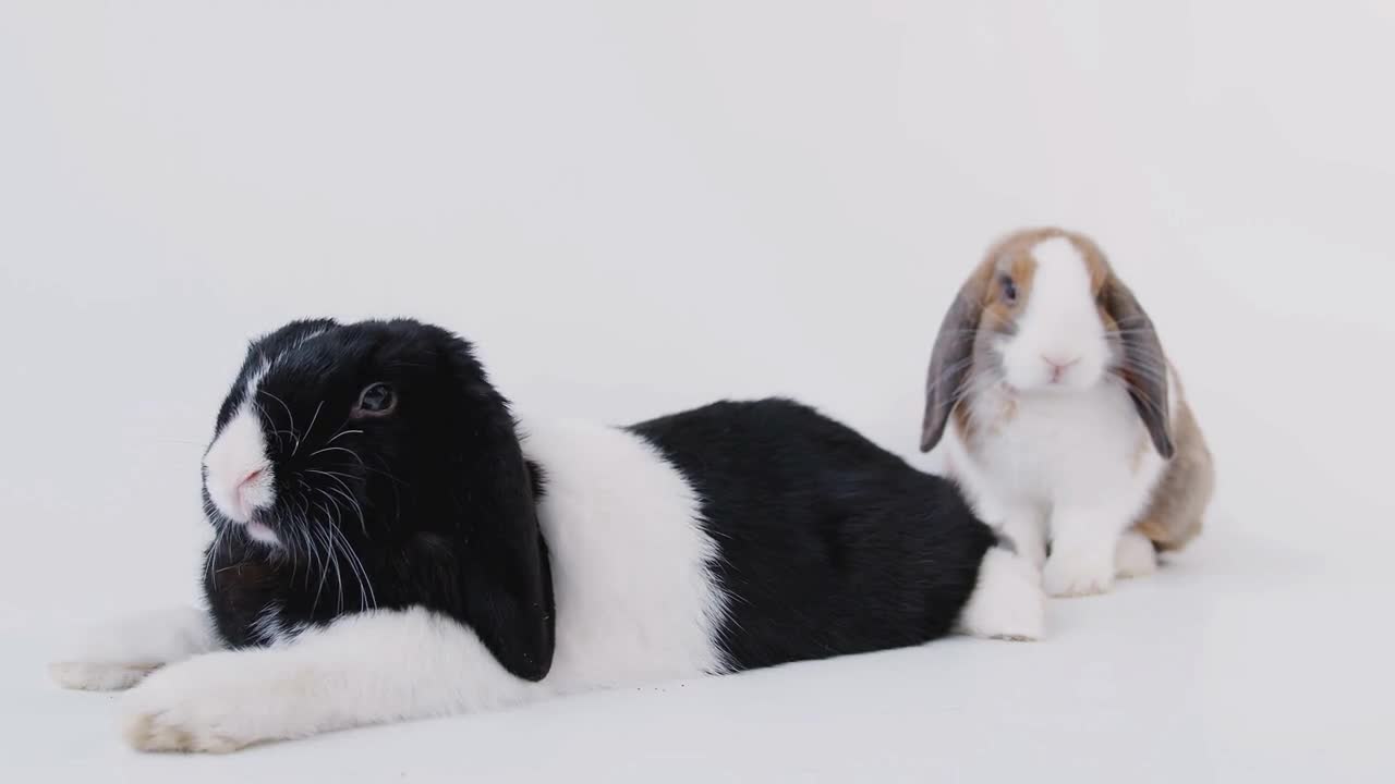 Studio Portrait Of Two Miniature Black And White Flop Eared Rabbits On White Background