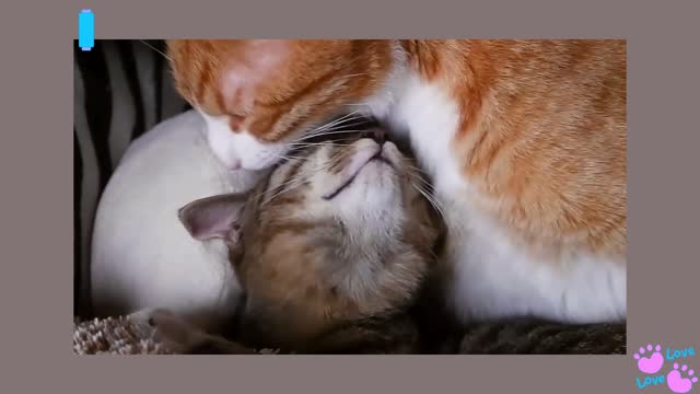 mom cat and her child
