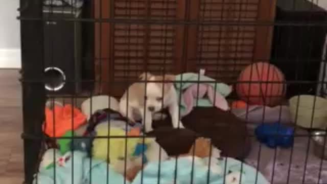 Kennel training is tough