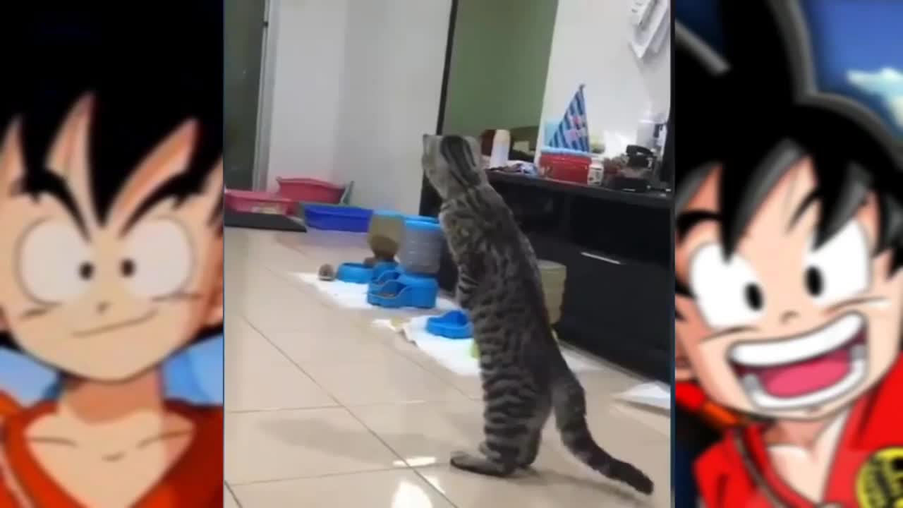 Funniest CAT videos 2021