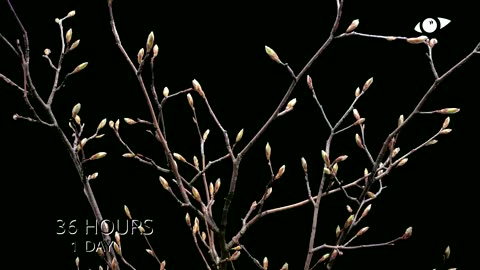 Serviceberry 4K Ultra HD Time-lapse Video