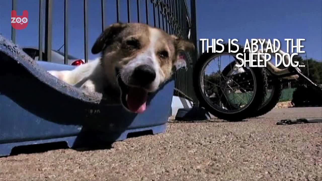 Paralyzed Dog Learns To Walk