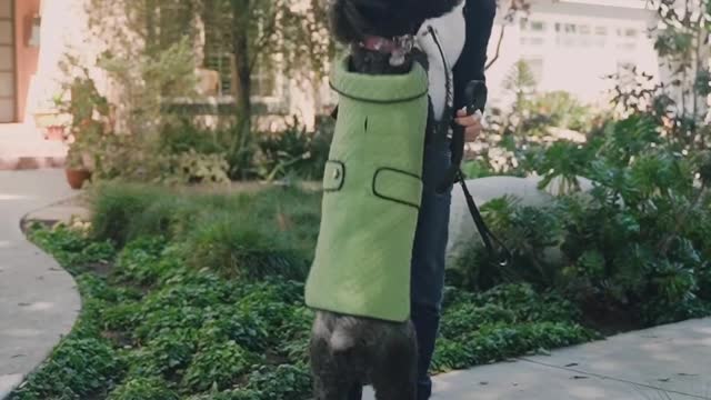 A Smart Woman Training with Dog 🐶