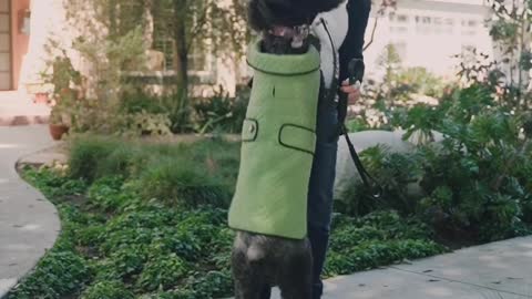 A Smart Woman Training with Dog 🐶