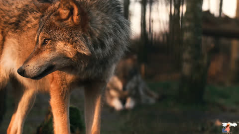 Patience of the Wolf