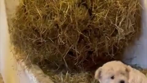 Dog meets horse for the first time, instant friendship ensues