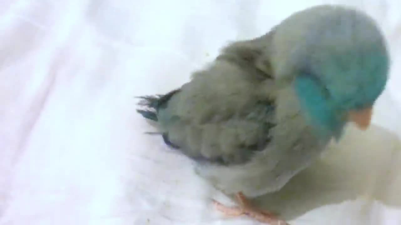 Dubstep bird