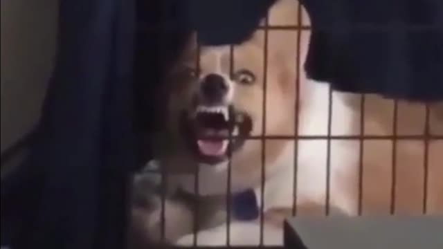 Evil laugh (funny animals)