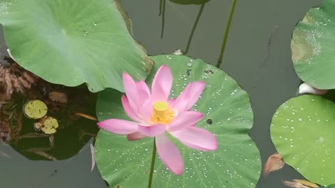 The blooming lotus is very beautiful