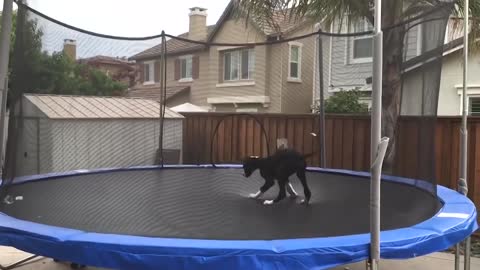 funny pets 12
