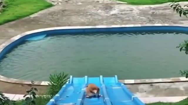 Happy pup is absolutely ecstatic for first pool party