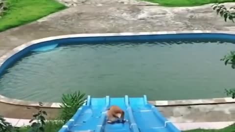 Happy pup is absolutely ecstatic for first pool party