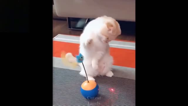 Cute And Funny Pets yoyo