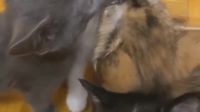 Cute cat
