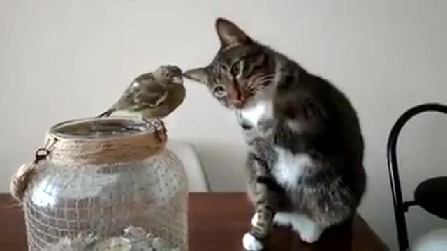 The cat just be like: “Is this really up close bird? So small, I wanna tap it.”