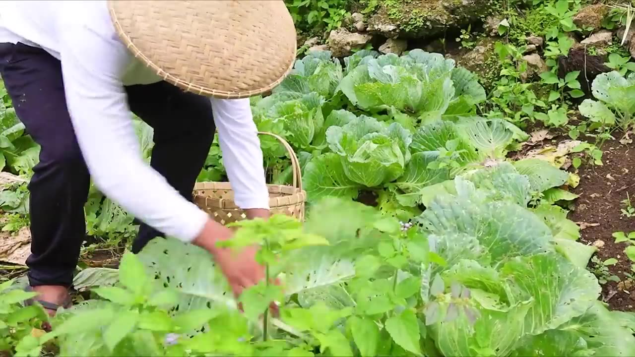 In-Season Produce: Harvesting Cabbage and Chayote