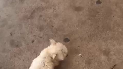 Cute white dog runs around on concrete