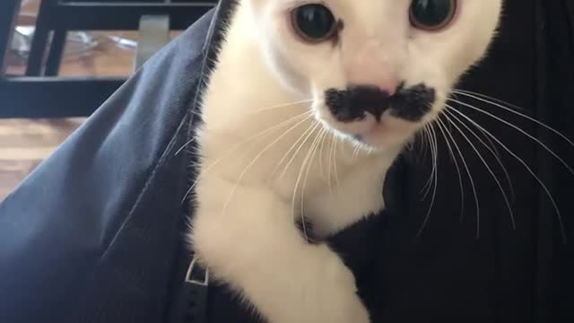 Cats being cats