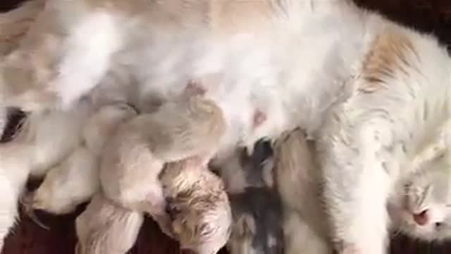 Cat Giving Birth to 4 Kittens - full video process