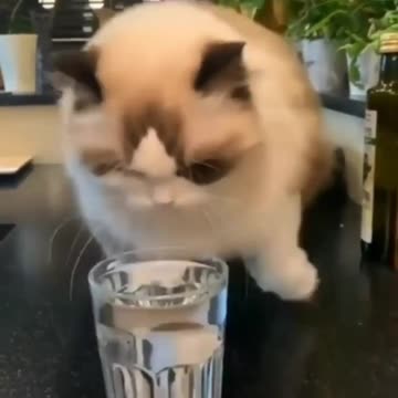 Funny cat|CatAndDogCute