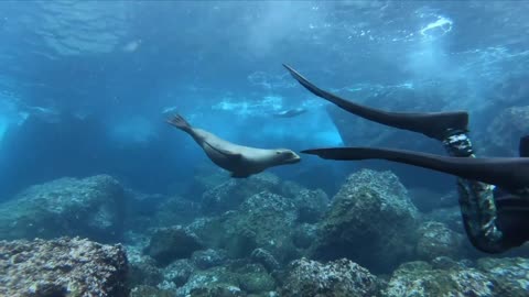 Playful Sea Lions
