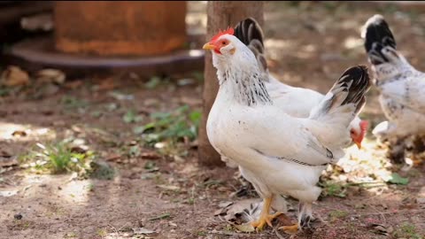 When you see so many beautiful chickens, your life is filled.