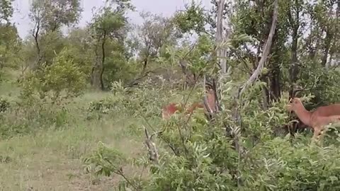 Impala Rams Fighting