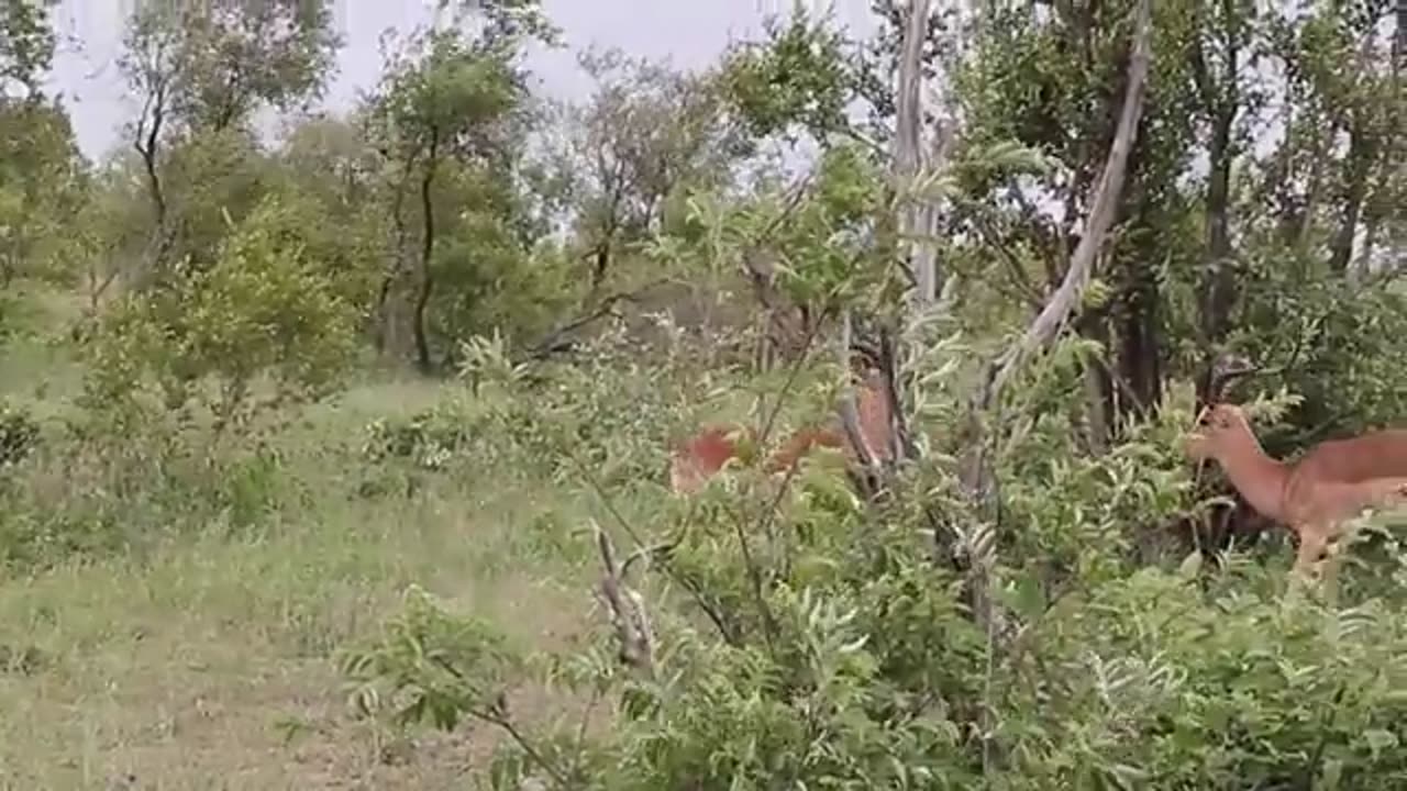 Impala Rams Fighting