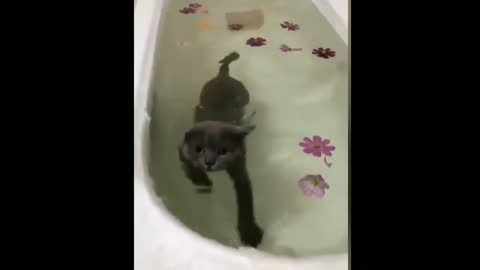 Weird But Cute Cat, The Best Moments 6 Seconds