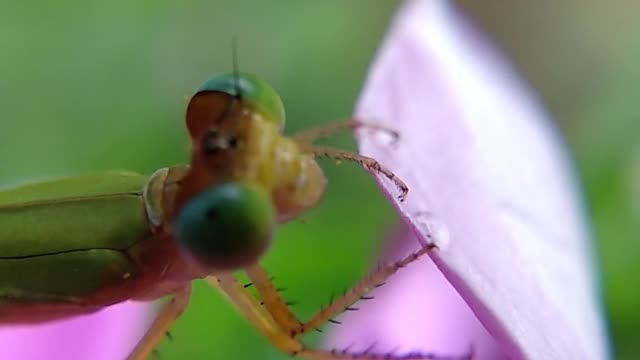 Beautiful grasshopper video