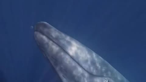 Blue Whale swims up from the depths