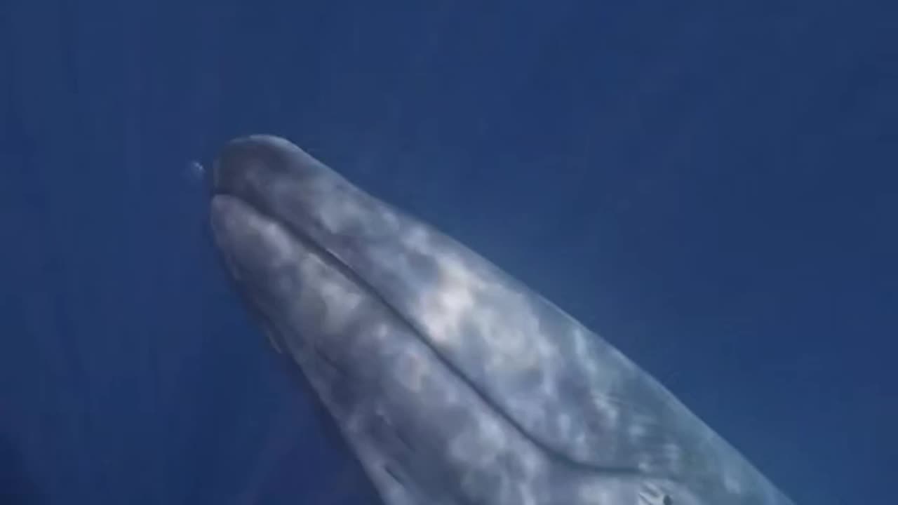 Blue Whale swims up from the depths