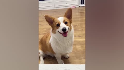 Who can refuse a cute Corgi dog?