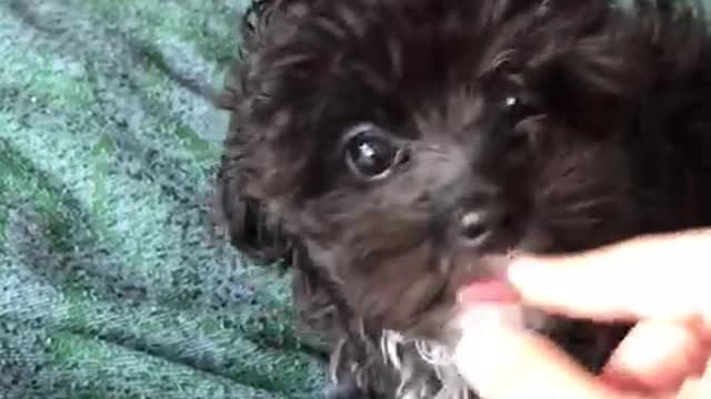 This baby yorkiepoo refuses to eat from its plate!! such a DIVA!