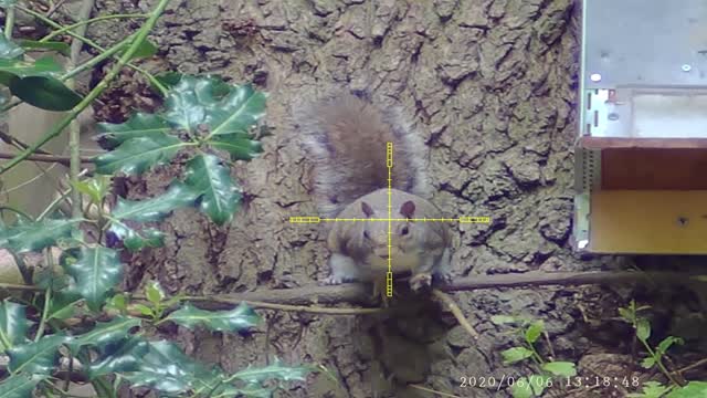 Grey Squirrel control in the North East of England