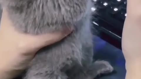 OMG 😱 cute cat 😱😘😘