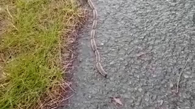 Caterpillars playing follow the leader!