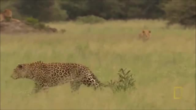 African Leopard Tribute_Cut.mp4