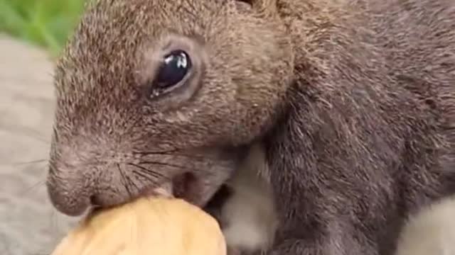 Little squirrels are so cute when they steal food