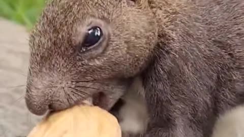 Little squirrels are so cute when they steal food