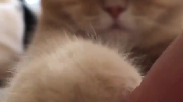 Funny and Cute Cat Videos #330