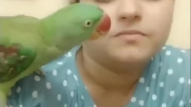 SWEET PARROT WITH EATING