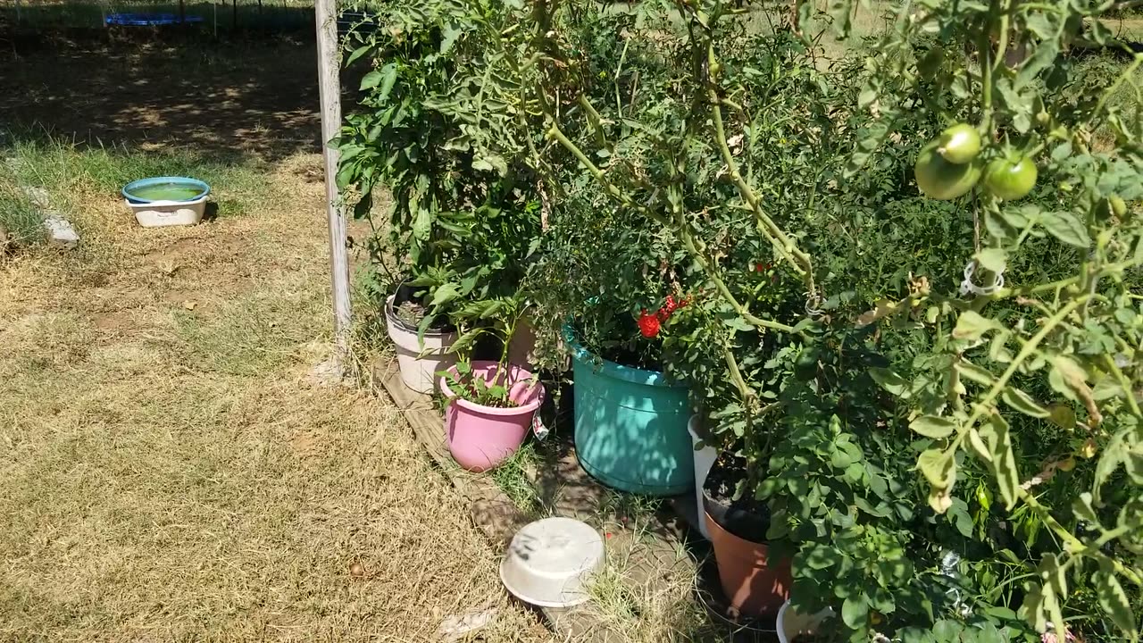 Garden harvest